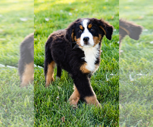 Bernese Mountain Dog Puppy for sale in SHIPSHEWANA, IN, USA