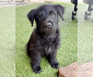Mutt Dogs for adoption in Corona, CA, USA