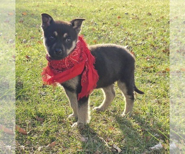 Medium Photo #20 Mutt Puppy For Sale in Fargo, ND, USA