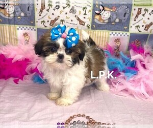 Shih Tzu Puppy for sale in WINNSBORO, LA, USA