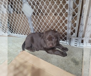 Labrador Retriever Puppy for sale in PIEDMONT, SD, USA