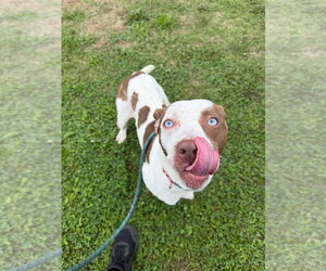 Dixon - Male American Staffordshire Terrier-Unknown Mix Dog for Adoption - Photo #3