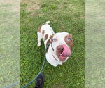 Small Photo #3 American Staffordshire Terrier-Unknown Mix Puppy For Sale in Pierceton , IN, USA