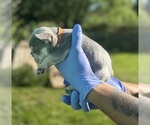 Small #14 French Bulldog
