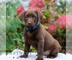 Image preview for Ad Listing. Nickname: Lexie