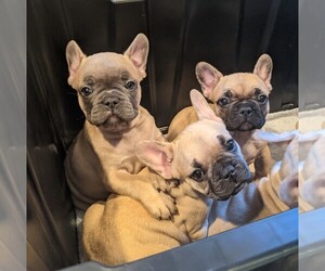 French Bulldog Puppy for sale in TEMPLETON, CA, USA