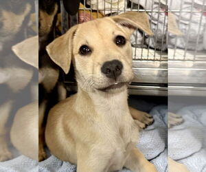 Labrador Retriever-Unknown Mix Dogs for adoption in Jefferson, NJ, USA