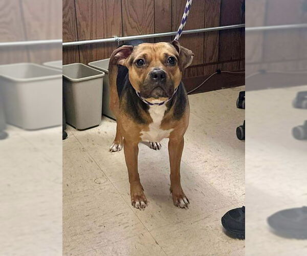 Medium Photo #1 Beagle Puppy For Sale in Minneapolis, MN, USA