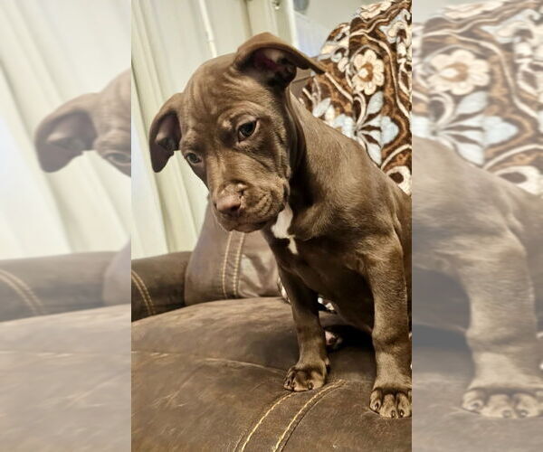 Medium Photo #5 Mutt Puppy For Sale in Mooresville, NC, USA