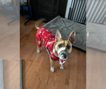 Small #5 American Staffordshire Terrier Mix