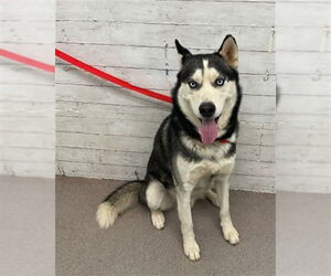 Siberian Husky Dogs for adoption in San Bernardino, CA, USA