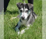 Small #4 Alaskan Klee Kai-Siberian Husky Mix