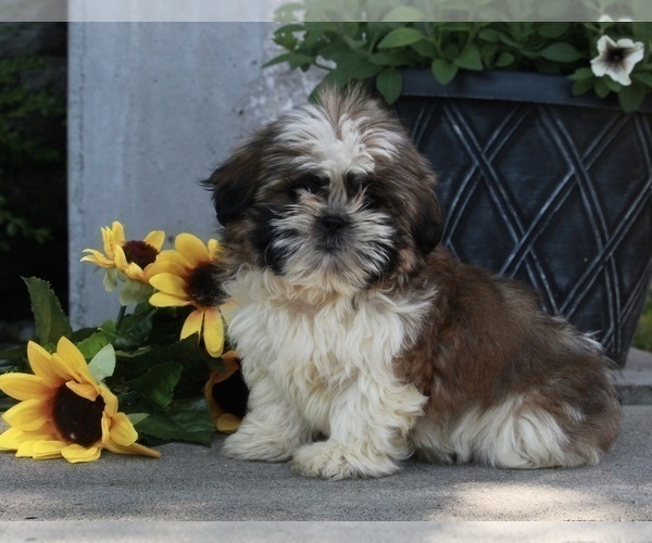 Medium Photo #3 Shih Tzu Puppy For Sale in FREDERICKSBURG, OH, USA