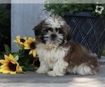 Small Photo #3 Shih Tzu Puppy For Sale in FREDERICKSBURG, OH, USA