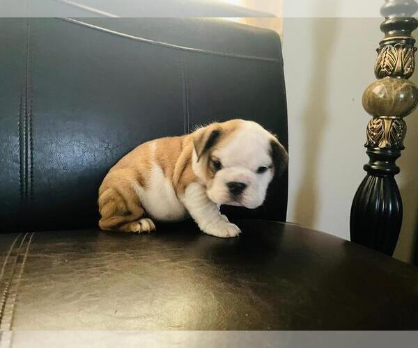 Medium Photo #3 English Bulldog Puppy For Sale in ALBUQUERQUE, NM, USA