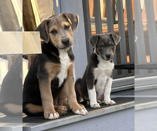 Medium Photo #8 Labrador Retriever-Unknown Mix Puppy For Sale in Garner, NC, USA
