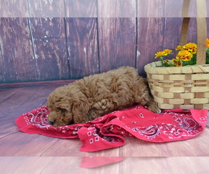 Poodle (Miniature) Puppy for Sale in GREENWOOD, Wisconsin USA