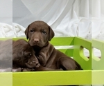 Small Photo #2 German Shorthaired Pointer-Labradoodle Mix Puppy For Sale in MONTICELLO, MN, USA