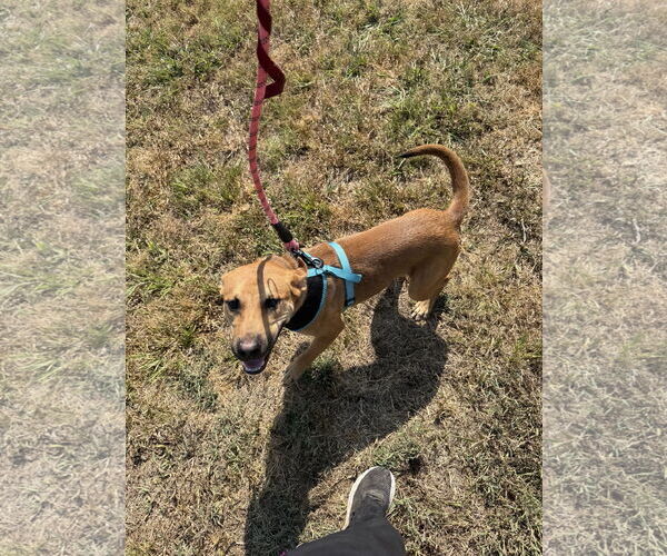 Medium Photo #4 German Shepherd Dog-Unknown Mix Puppy For Sale in Corning, AR, USA