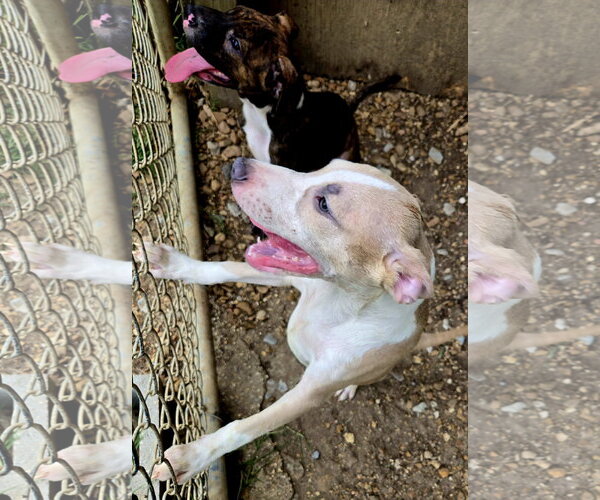 Medium Photo #2 American Pit Bull Terrier-Unknown Mix Puppy For Sale in Jackson, MS, USA