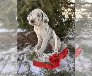 Great Dane Puppy for sale in MIDDLEBURY, IN, USA