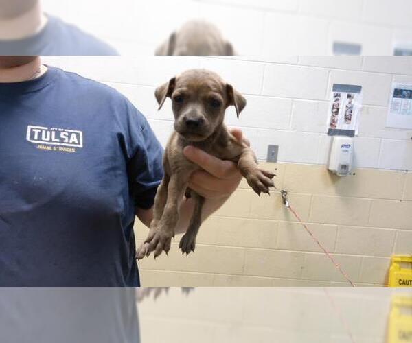 Medium Photo #1 Mutt Puppy For Sale in Tulsa, OK, USA