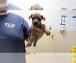 Small Mutt