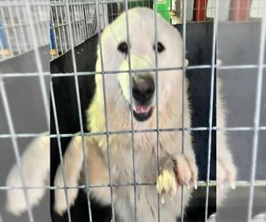 Great Pyrenees Dogs for adoption in Woodland, CA, USA