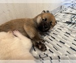 Small #4 Shiba Inu
