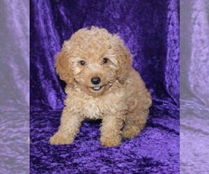 Goldendoodle (Miniature) Puppy for sale in BLOOMINGTON, IN, USA