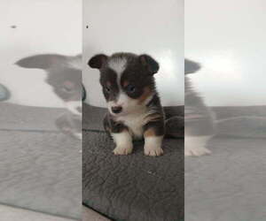 Pembroke Welsh Corgi Puppy for sale in MILTON, WI, USA
