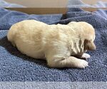 Small Photo #150 Labrador Retriever Puppy For Sale in HIGH POINT, NC, USA