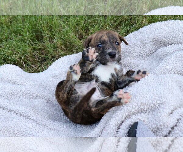 Medium Photo #5 American Staffordshire Terrier-Labrador Retriever Mix Puppy For Sale in Atlanta, GA, USA