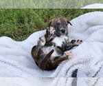 Small #4 American Staffordshire Terrier-Labrador Retriever Mix