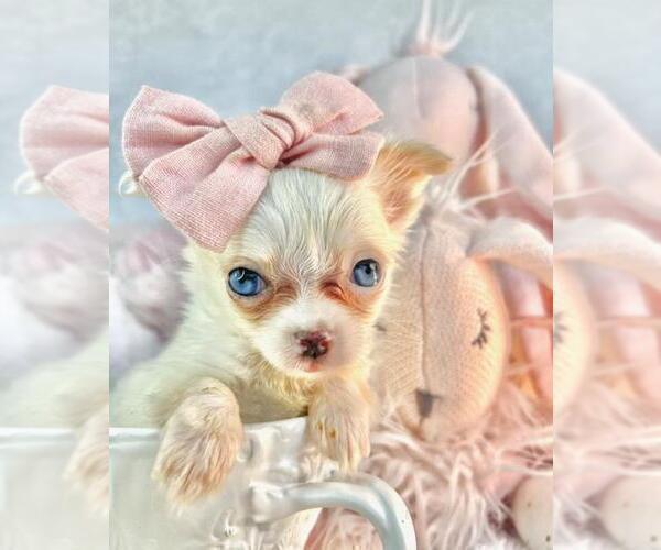 Medium Photo #2 Chihuahua Puppy For Sale in DELRAY BEACH, FL, USA
