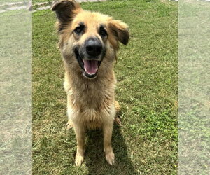 Collie-Unknown Mix Dogs for adoption in Houston, TX, USA