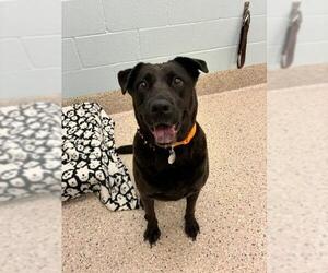 Labrador Retriever-Unknown Mix Dogs for adoption in Brighton, CO, USA