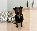 *QUEEN NALA - Female Labrador Retriever-Unknown Mix Dog for Adoption - Small photo