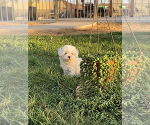 Maltipoo Puppy for sale in BIG SUR, CA, USA