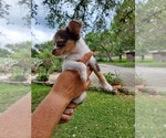 Small Photo #5 Chihuahua Puppy For Sale in CANYON LAKE, TX, USA