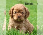 Image preview for Ad Listing. Nickname: Delsie