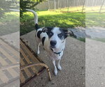 Small #1 Siberian Husky Mix
