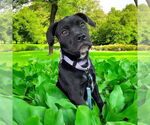 Small #3 American Pit Bull Terrier-Labrador Retriever Mix