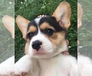 Pembroke Welsh Corgi Puppy for sale in SCOTTOWN, OH, USA