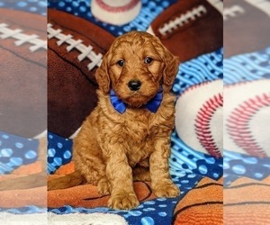 Goldendoodle Puppy for sale in CHRISTIANA, PA, USA