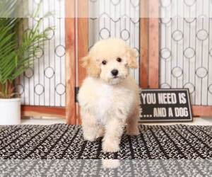 Poochon Puppy for sale in NAPLES, FL, USA