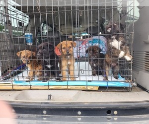 Beauceron-Golden Retriever Mix Puppy for sale in DENHAM SPRINGS, LA, USA