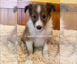 Shetland Sheepdog Puppy for sale in GRAFTON, OH, USA