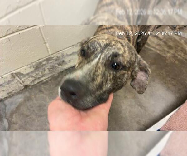 Medium Photo #1 American Pit Bull Terrier-Unknown Mix Puppy For Sale in Ocala, FL, USA