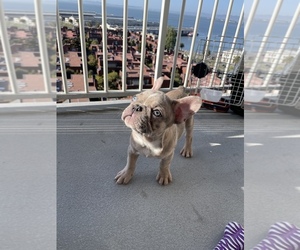 French Bulldog Puppy for sale in SAN FRANCISCO, CA, USA